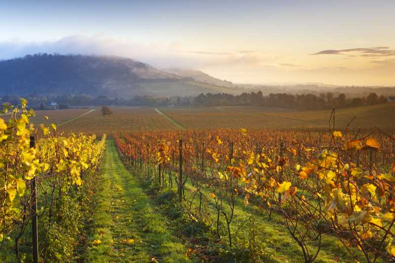 Rows of vines at Denbies Wine Estate