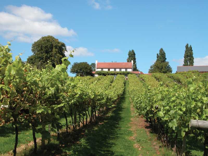 A view through a Three Choirs' vineyard leading to a property