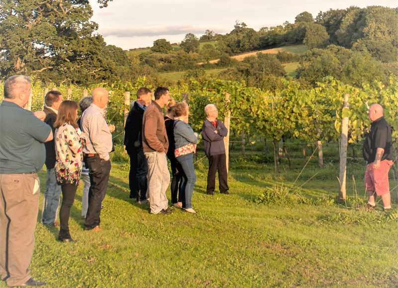 Guests taking a guided tour of one of White Castle's vineyards