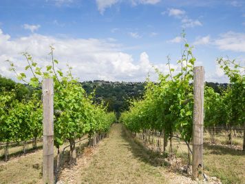 A view through the Woodchester vineyard on a sunny day